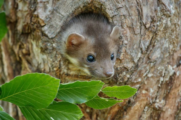 Visite CP : Augustine la fouine sort la tête d'un tronc d'arbre creux.